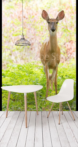 Picture of A lone doe stares at the camera in a clearing